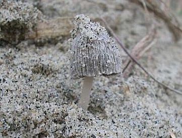 Coprinopsis ammophilae (door Freddy van Nieulande)