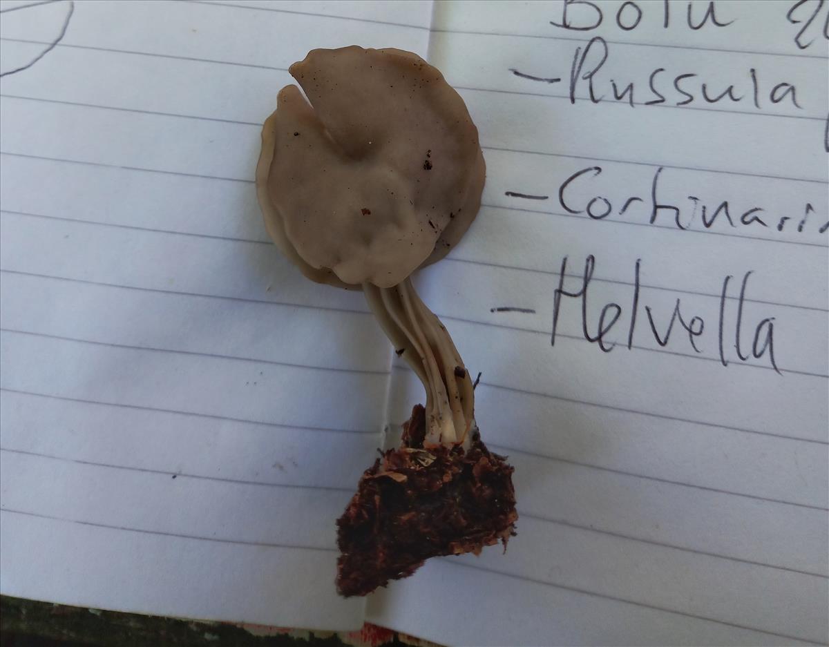 Helvella atra sensu Skrede (door Aldert Gutter)
