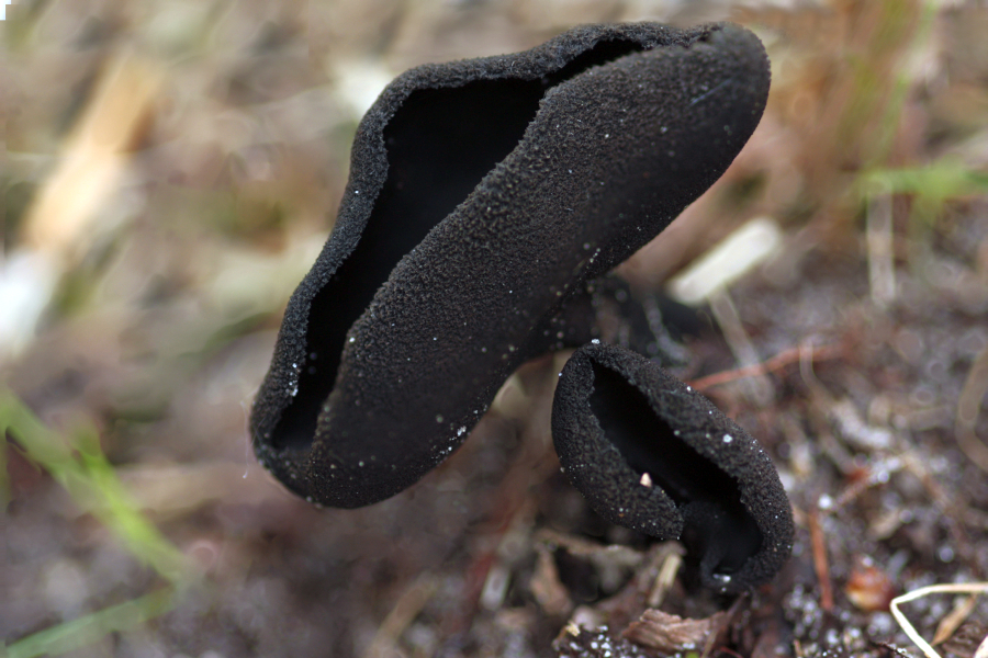 Helvella corium (door Atte van den Berg)