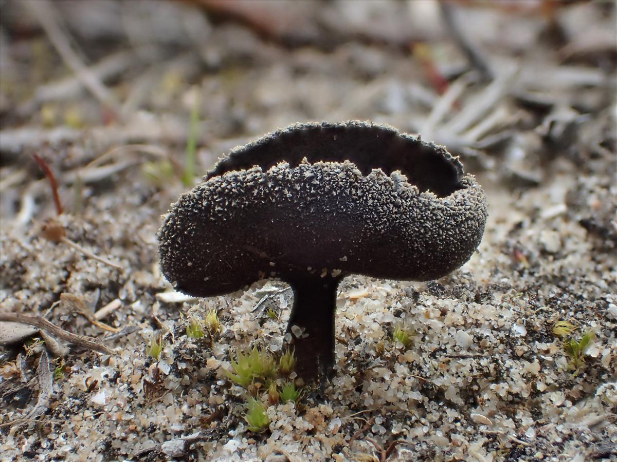 Helvella corium (door Leo Jalink)