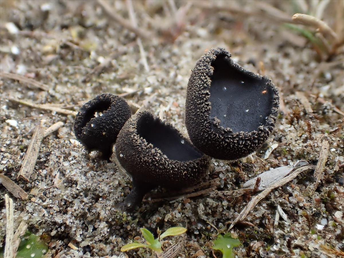 Helvella corium (door Leo Jalink)