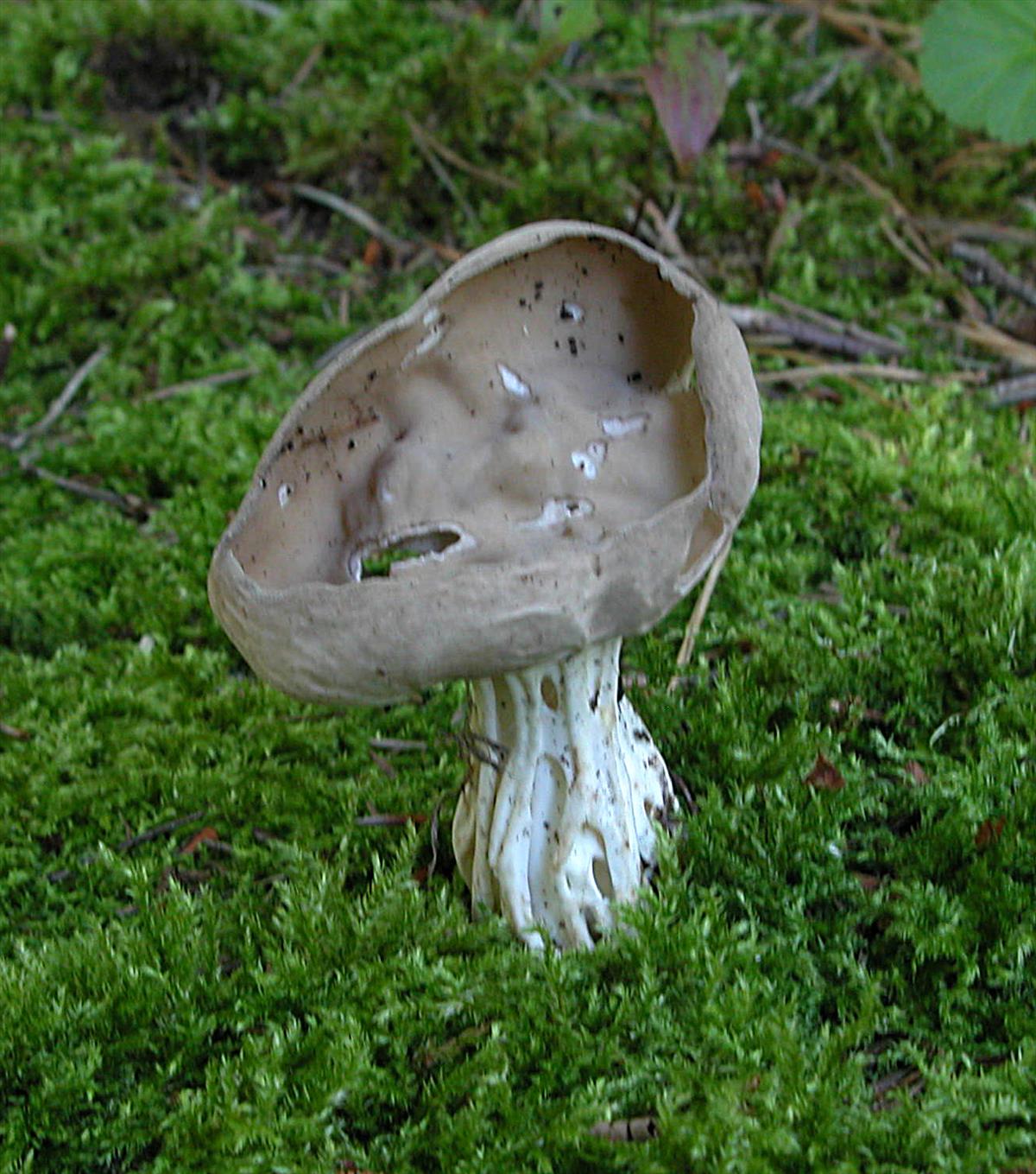 Helvella costifera (door Atte van den Berg)