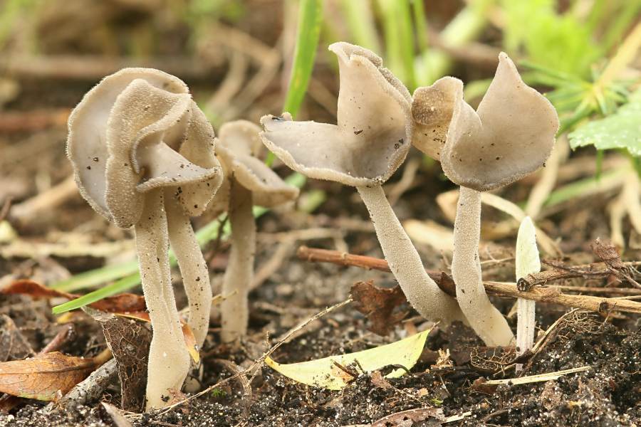 Helvella ephippium (door Atte van den Berg)