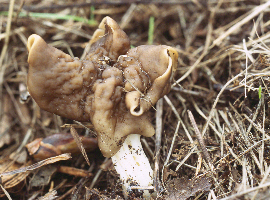 Helvella fusca (door Menno Boomsluiter)