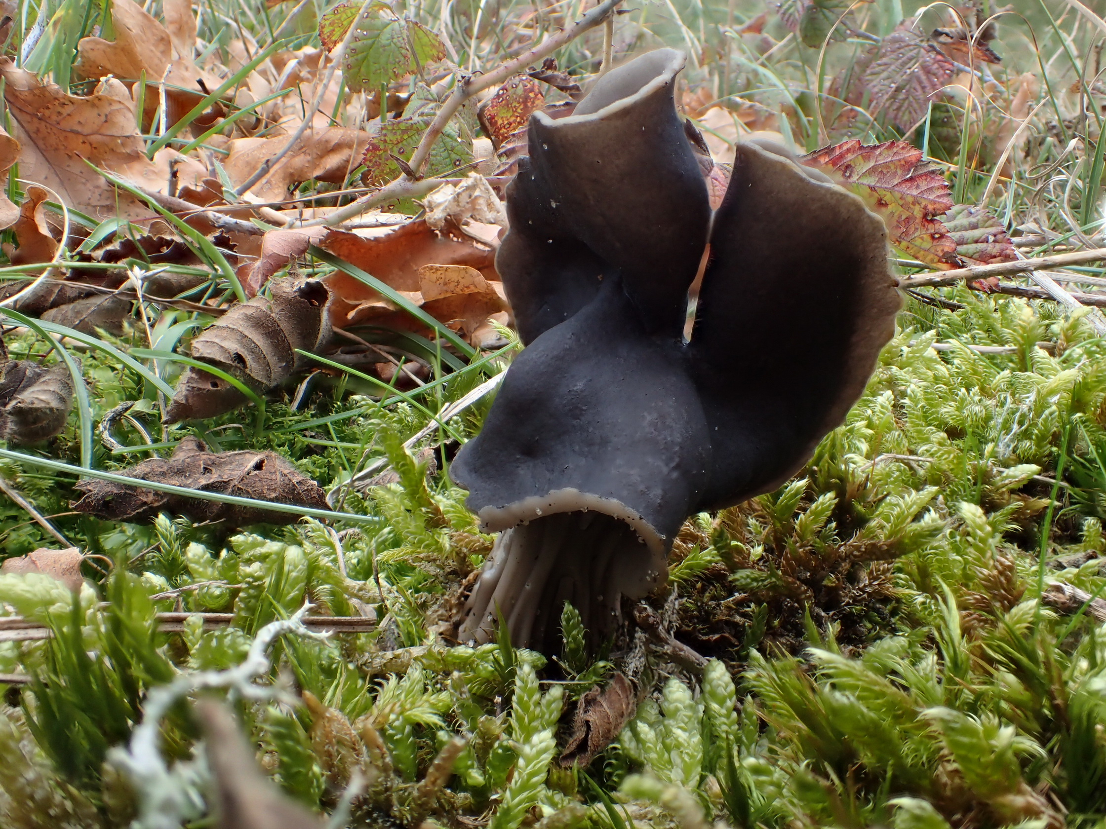 Helvella lacunosa (door Leo Jalink)