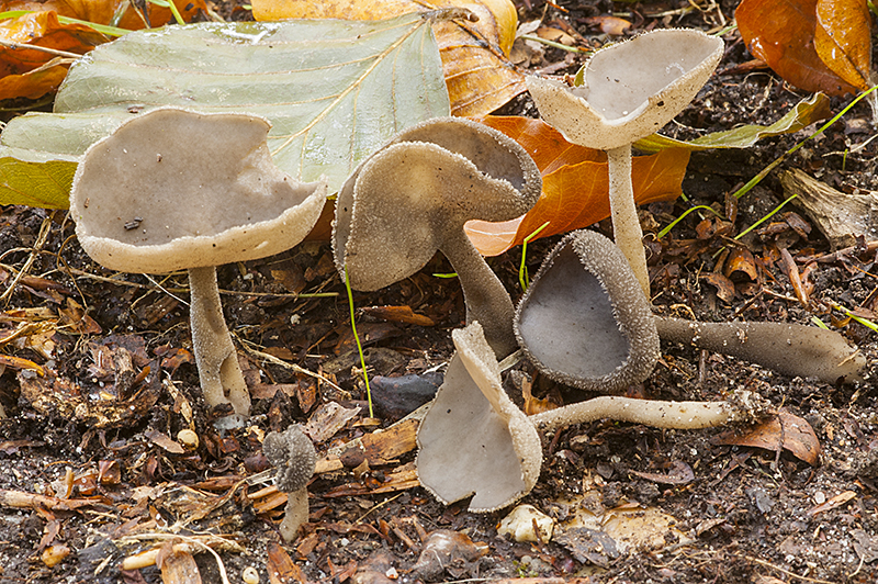 Helvella macropus (door Nico Dam)