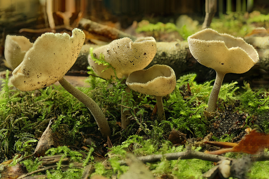 Helvella macropus (door Menno Boomsluiter)