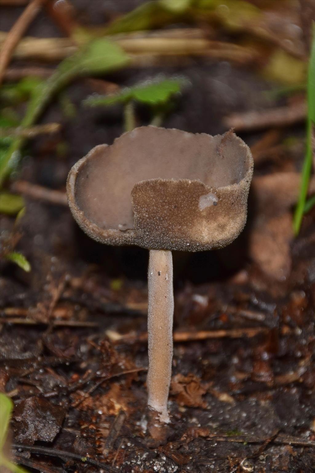 Helvella fibrosa (door Jan Hengstmengel)