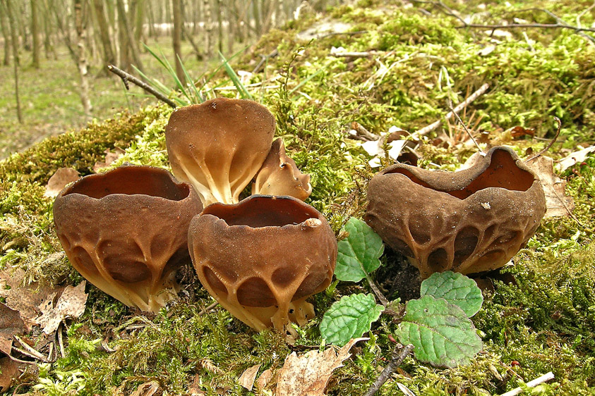 Helvella acetabulum (door Henk Huijser)