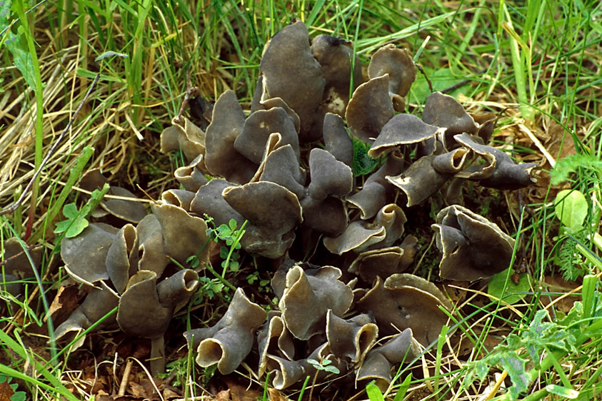 Helvella atra (door Henk Huijser)