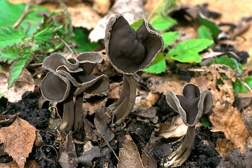 Helvella atra (door Henk Huijser)