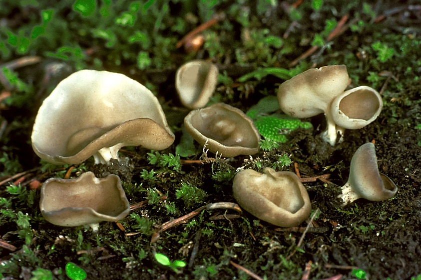 Helvella confusa (door Henk Huijser)