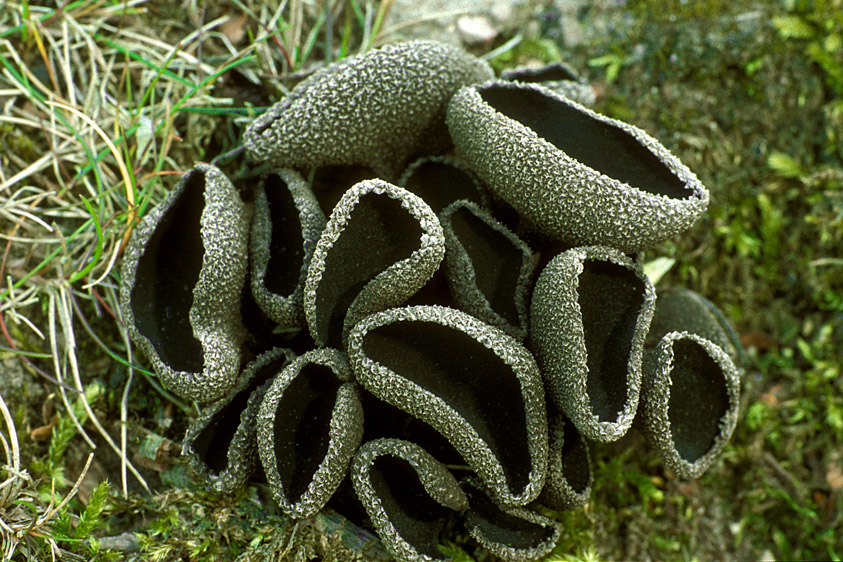 Helvella corium (door Henk Huijser)