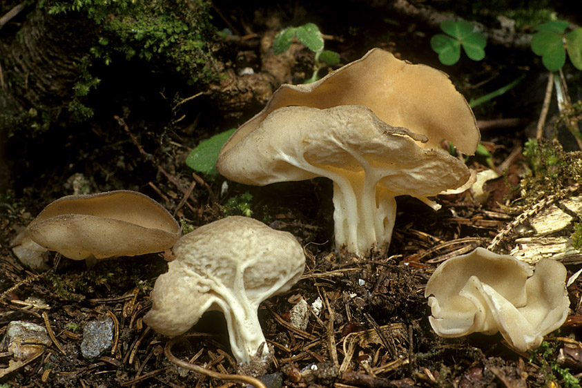 Helvella costifera (door Henk Huijser)