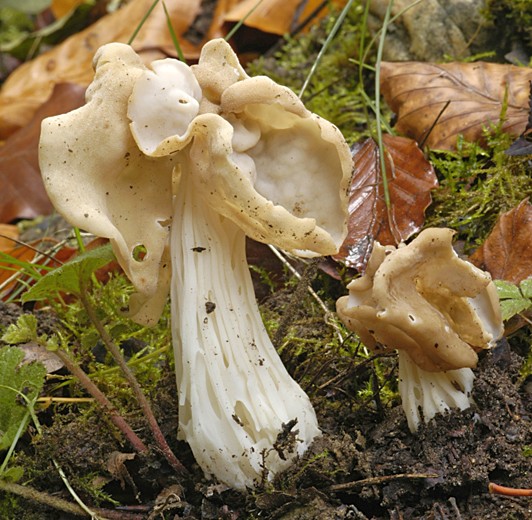 Helvella crispa (door Nico Dam)