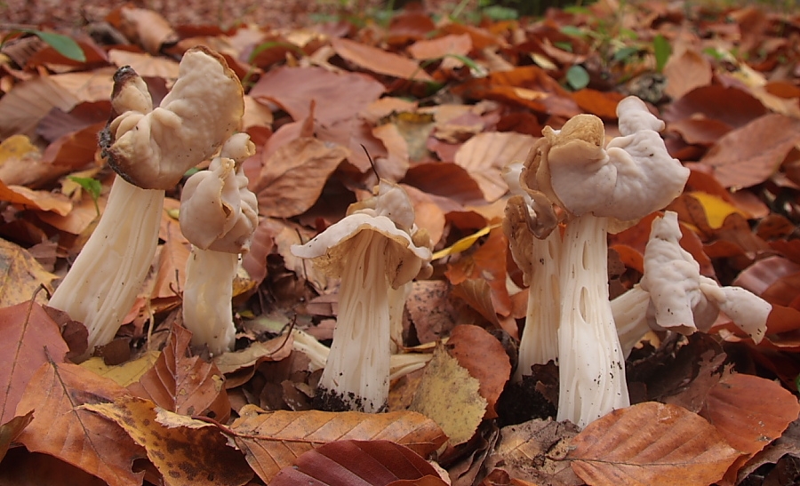 Helvella crispa (door Aldert Gutter)