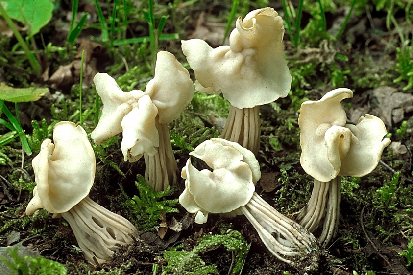 Helvella crispa (door Henk Huijser)