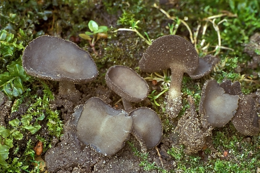 Helvella ephippium (door Henk Huijser)