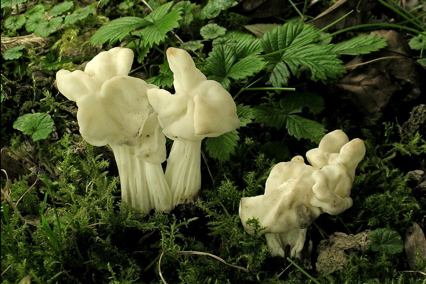 Helvella lactea (door Henk Huijser)