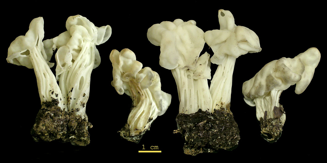 Helvella lactea (door Henk Huijser)