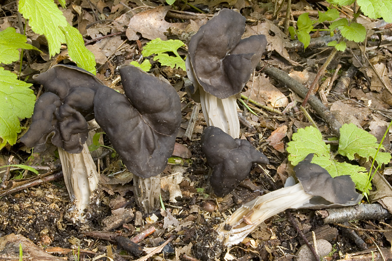 Helvella lacunosa (door Nico Dam)