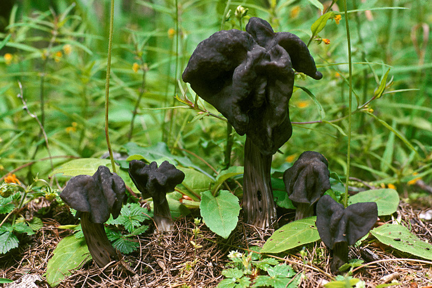 Helvella lacunosa (door Henk Huijser)