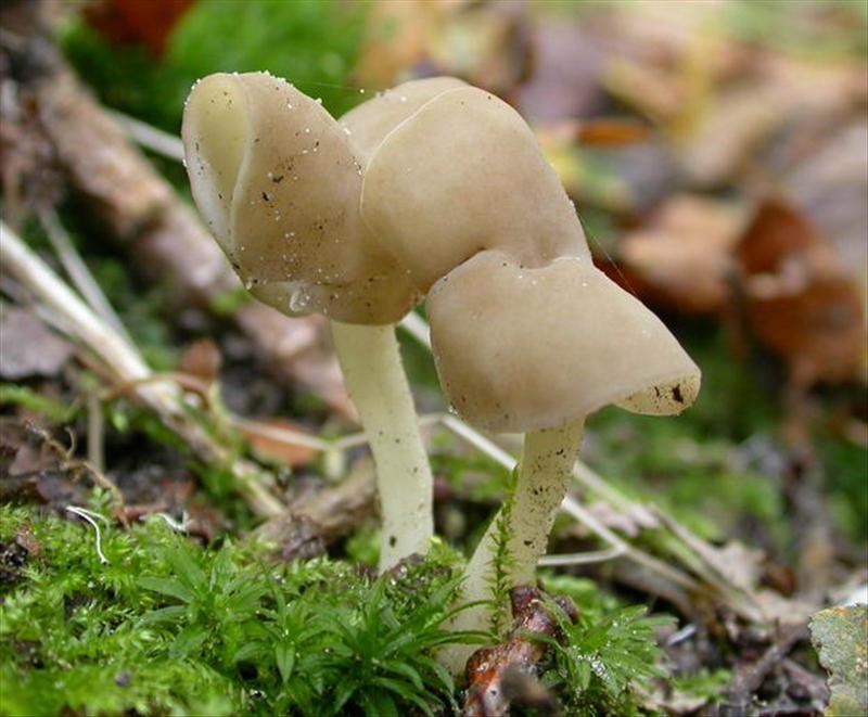 Helvella latispora (door Stip Helleman)