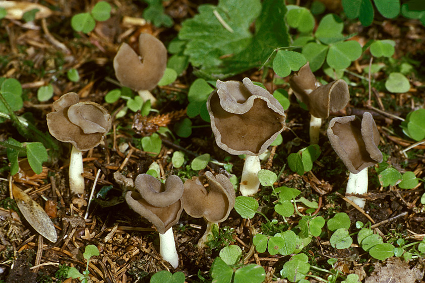 Helvella latispora (door Henk Huijser)