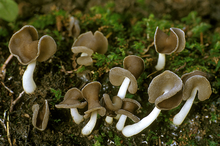 Helvella latispora (door Henk Huijser)