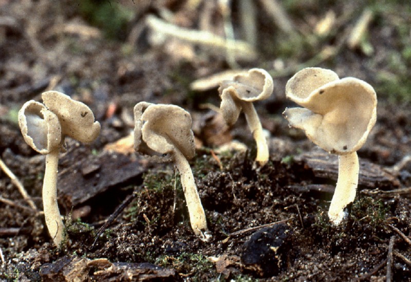 Helvella latispora (door Henk Piepenbroek)