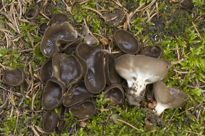 Helvella leucomelaena (door Nico Dam)