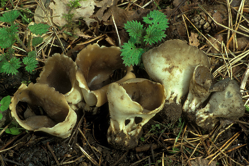 Helvella leucomelaena (door Henk Huijser)