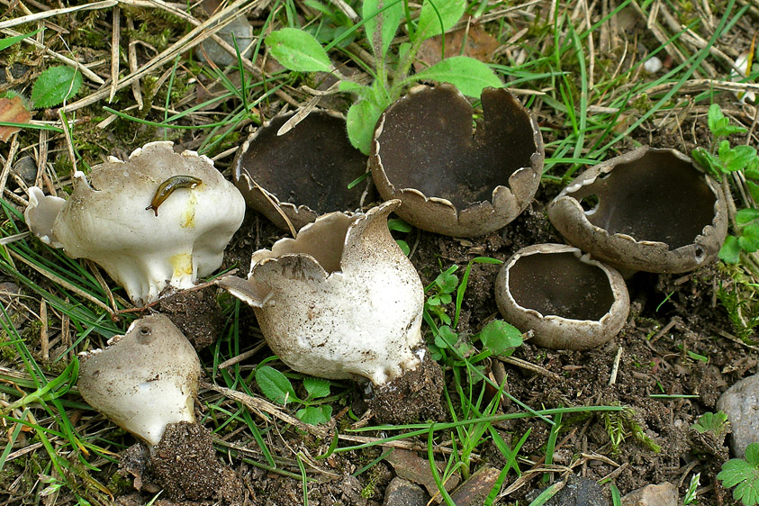 Helvella leucomelaena (door Henk Huijser)