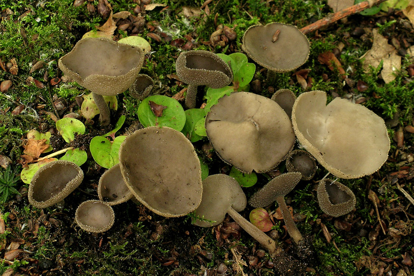 Helvella macropus (door Henk Huijser)