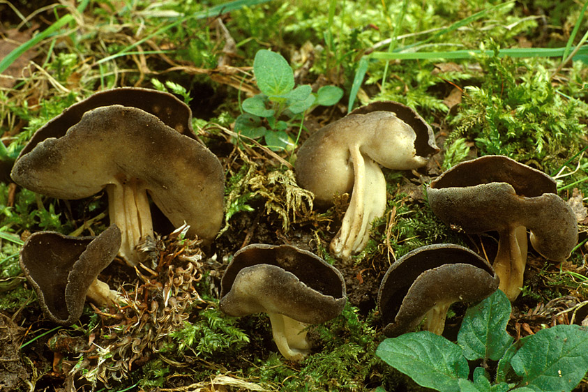 Helvella queletii (door Henk Huijser)