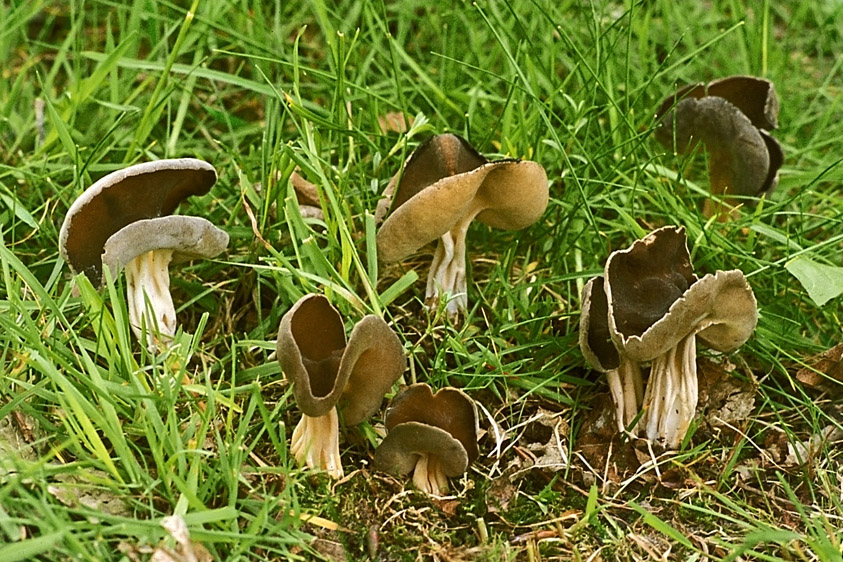 Helvella queletii (door Henk Huijser)