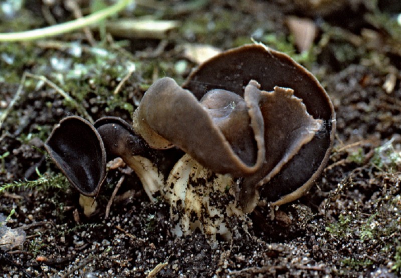 Helvella queletii (door Henk Piepenbroek)