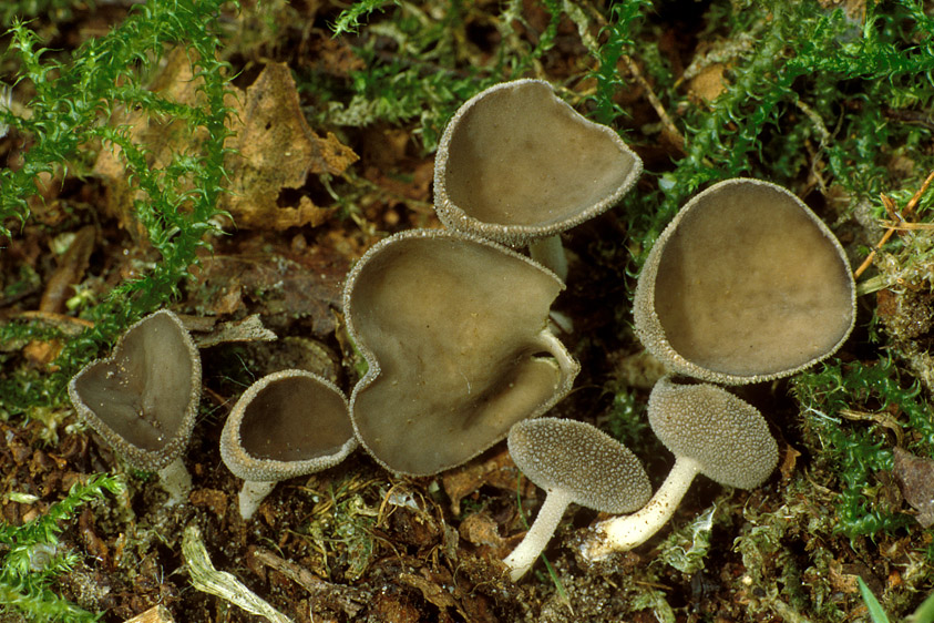 Helvella fibrosa (door Henk Huijser)