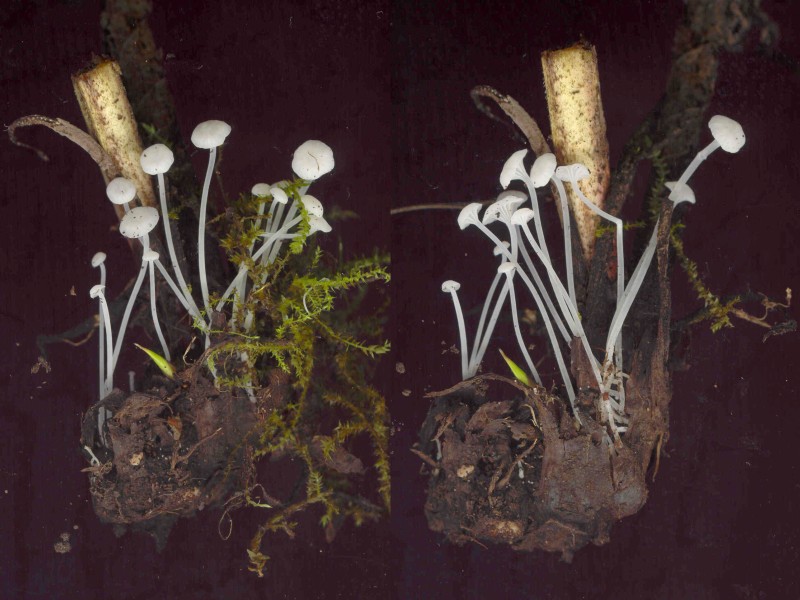 Hemimycena candida (door Gert Immerzeel)