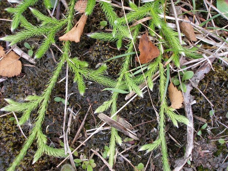 Lycopodium clavatum (door Piet Bremer )