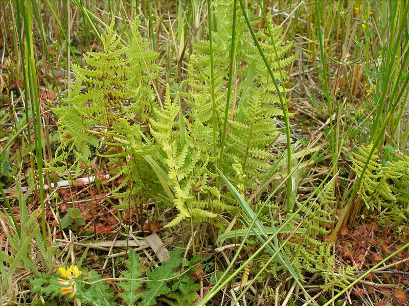 Thelypteris palustris (door Piet Bremer )