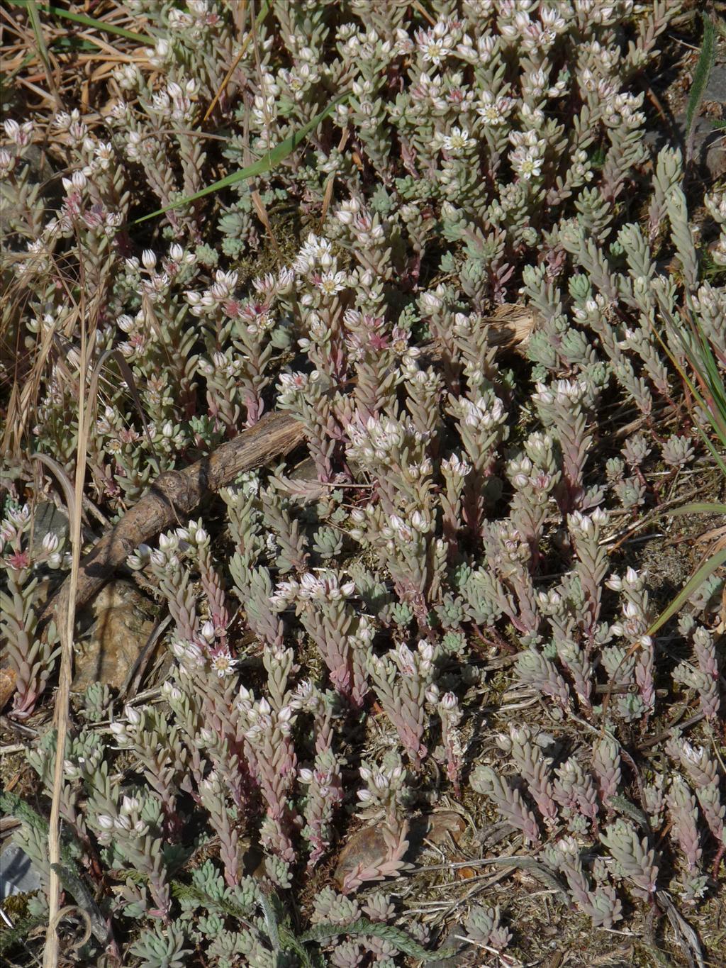 Sedum hispanicum (door Willemien Troelstra)