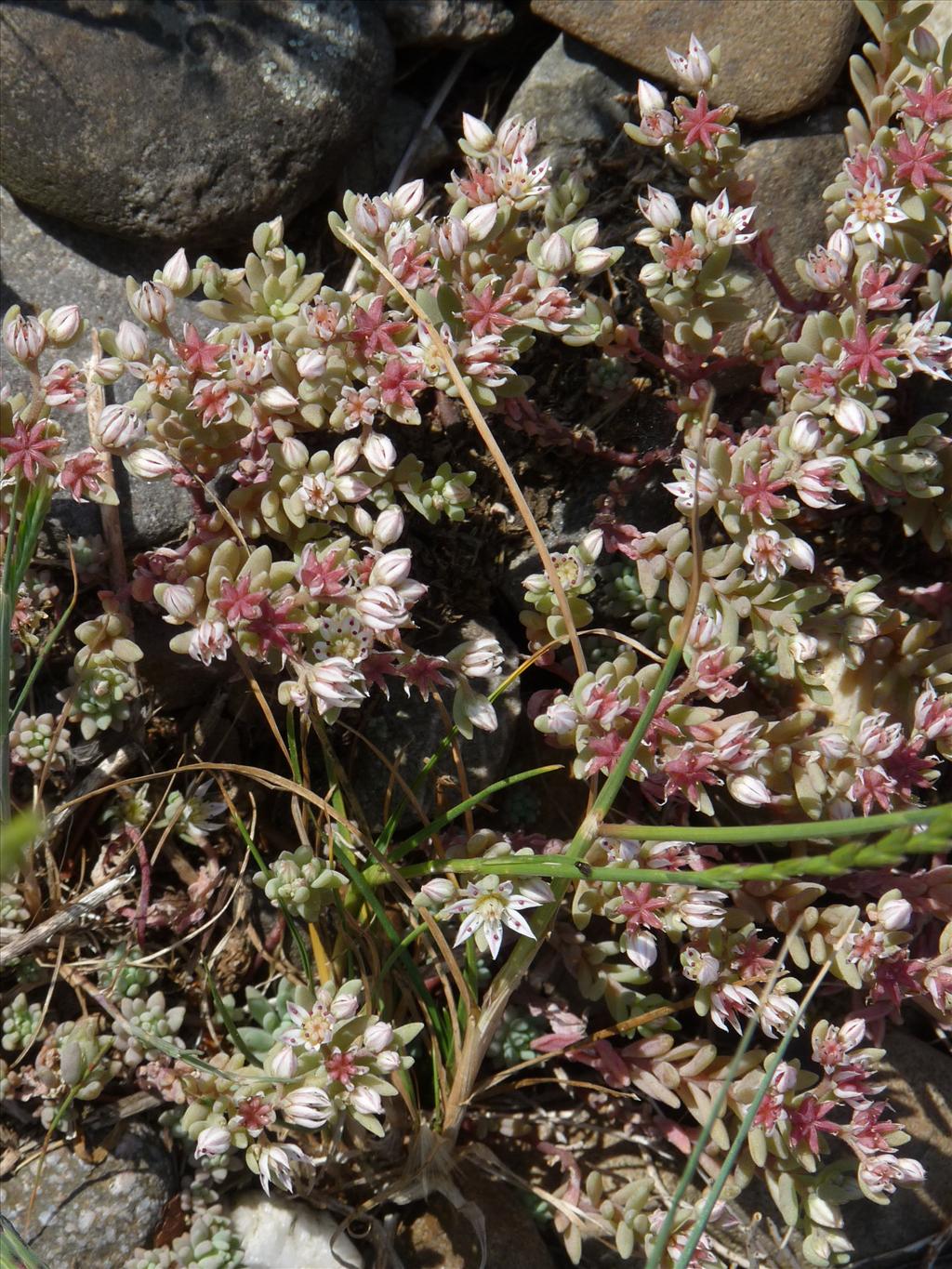 Sedum hispanicum (door Willemien Troelstra)