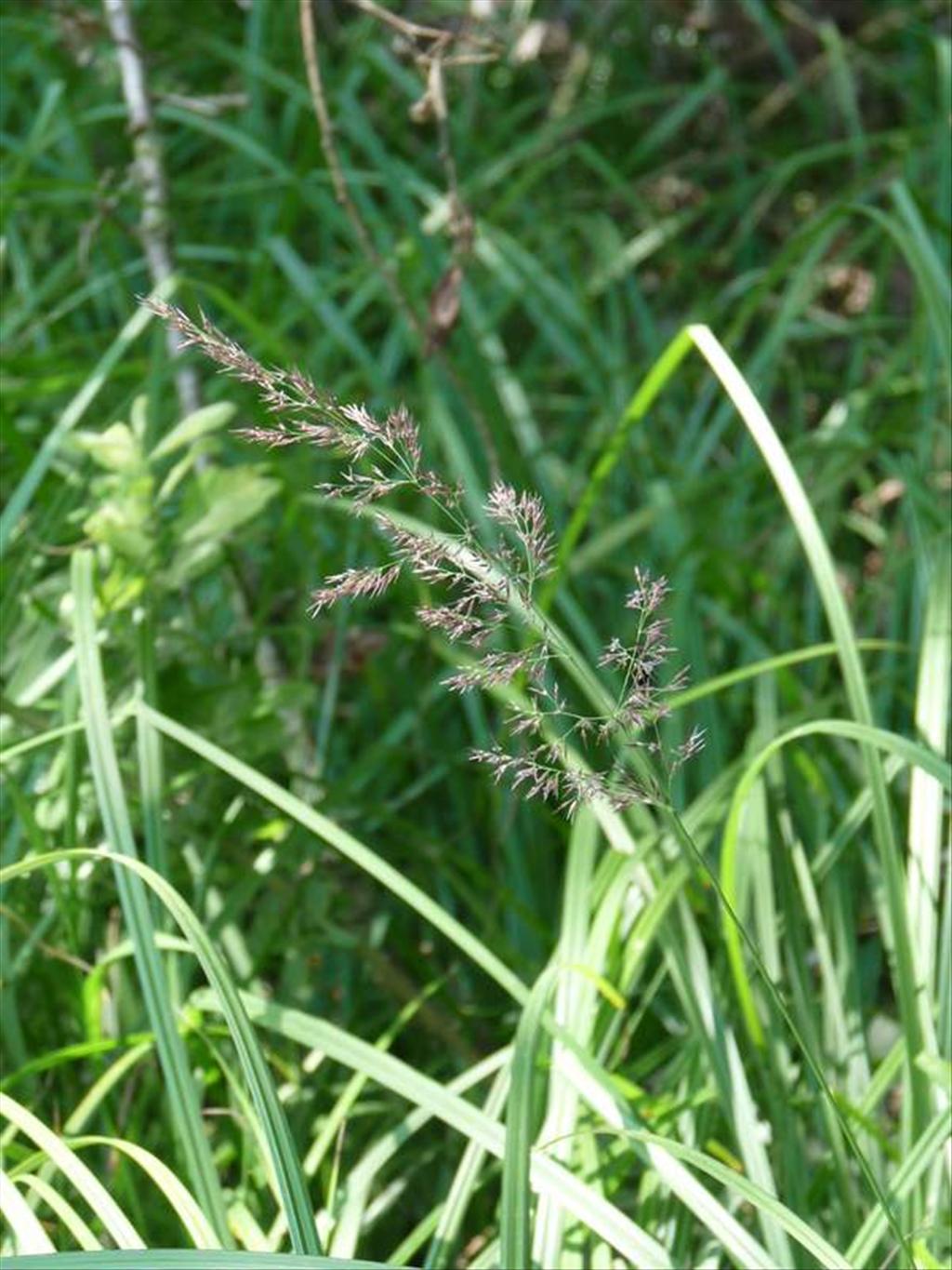 Calamagrostis canescens (door Willemien Troelstra)