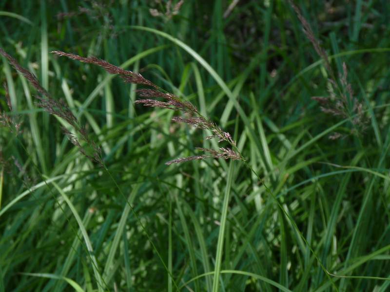 Calamagrostis canescens (door Willemien Troelstra)