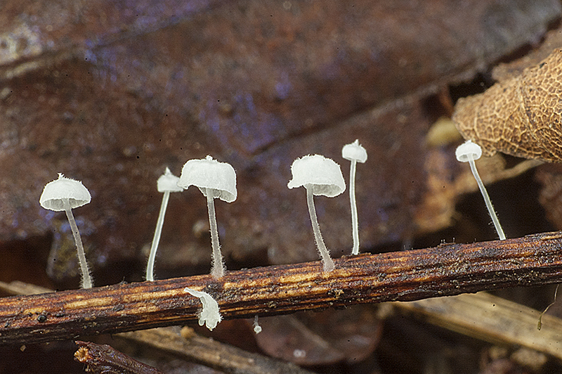 Hemimycena crispula (door Nico Dam)