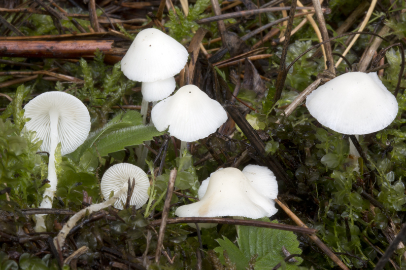 Hemimycena cucullata (door Menno Boomsluiter)