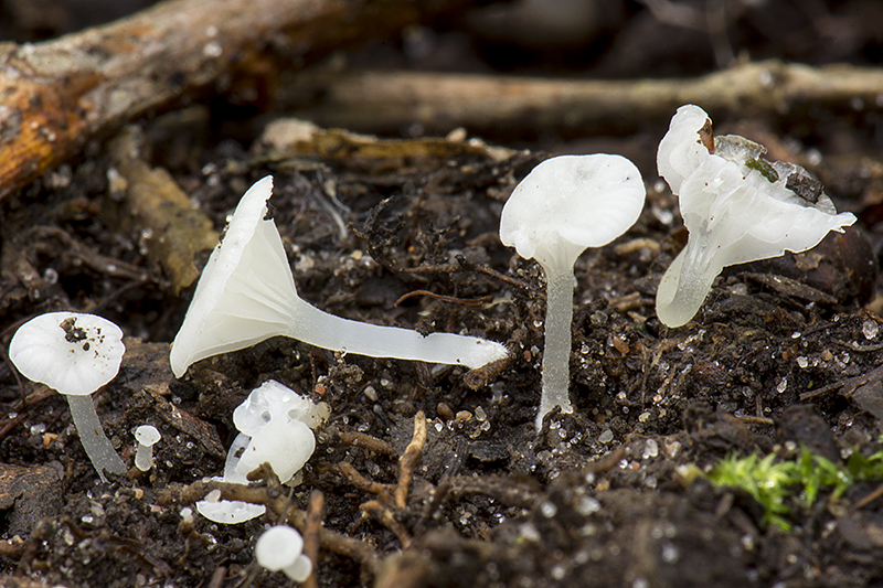 Hemimycena delectabilis (door Nico Dam)