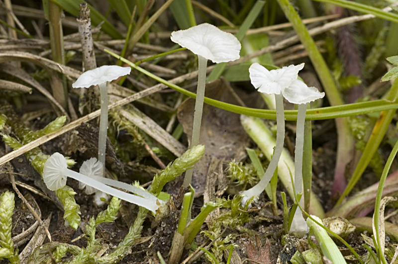 Hemimycena ignobilis (door Nico Dam)