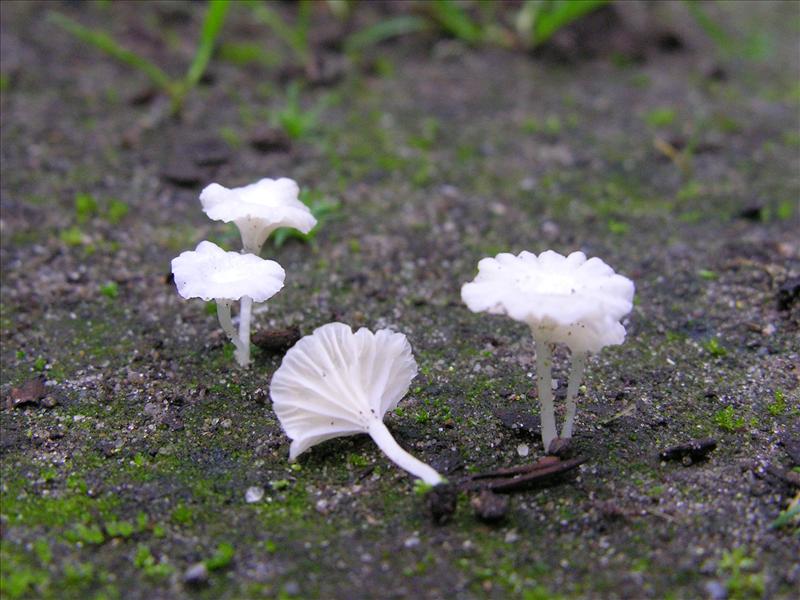 Hemimycena ignobilis (door Marian Jagers)